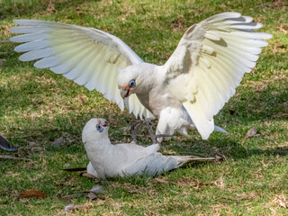 Little Corella in South Australia