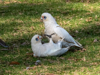 Little Corella in South Australia