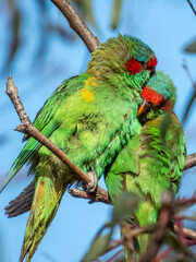 Musk Lorikeet in South Australia