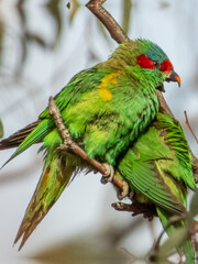 Musk Lorikeet in South Australia
