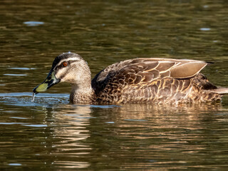 Pacific Black Duck in South Australia
