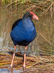 Australasian Swamphen in South Australia