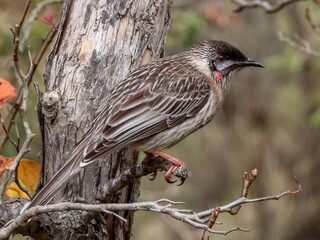 Red Wattlebird - Anthochaera carunculata in Australia