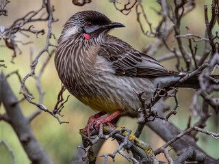 Red Wattlebird - Anthochaera carunculata in Australia