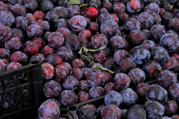 Fresh juicy plums at Farmer's Market 