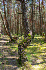 Dancing forest at Kurshskaya Kosa ( Curonian Spit ) Kaliningrad region Russia