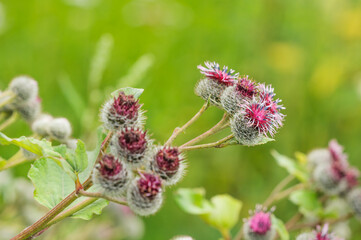Milk thistle in selective focus on green natural background