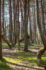 Dancing forest at Kurshskaya Kosa ( Curonian Spit ) Kaliningrad region Russia