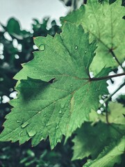 Beautiful of grapes green leaves