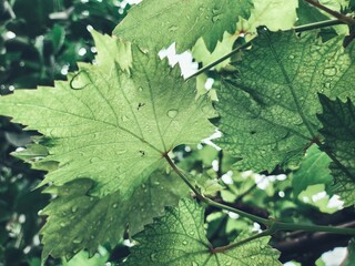 Beautiful of grapes green leaves