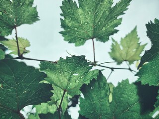 Beautiful of grapes green leaves