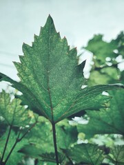 Beautiful of grapes green leaves