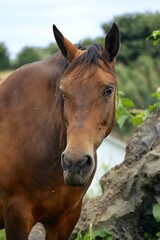 Fototapeta premium A horse brown