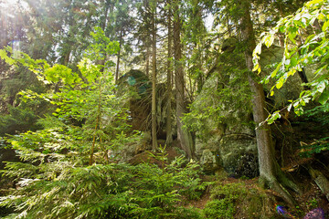forest landscape with picturesque cliffs. Nature of Poland