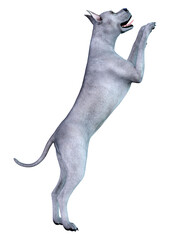 3D Rendering Blue Grat Dane Dog on White