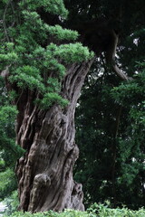 芸術的な幹のご神木