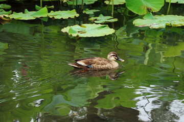 蓮池で休むカルガモ