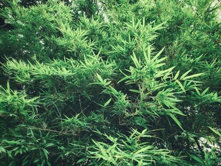 Beautiful of bamboo tropical leaves