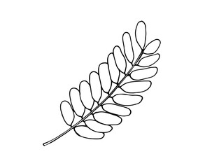 Amla leaf. Hand-drawn indian goosberry leaf. Botanical vector illustration isolated on white.