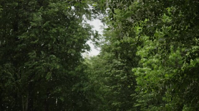 Green trees waved by stormy wind and clouds of cottonwood causing people strong allergic reactions in park. Plant blossom triggers for patients suffering from seasonal fever. Allergy on poplar cotton