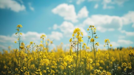 Obraz premium Field of rapeseed under a blue sky