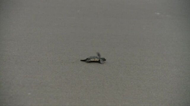 An infant Caretta caretta marine turtle is running fast through the sea and meet with the waves.