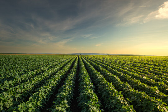 Open soybean field at sunset.