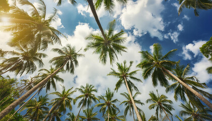Fototapeta premium coconut trees towering into the sky, view from below