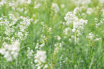Fototapeta premium Natural summer grasses and wildflowers at sunlight, meadow herbs and field bloom plants, wild blossom, white flower outdoor, nature aesthetic summer vivid scene, wild growth grass, soft focus