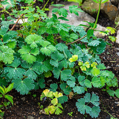 梅雨が明けぬ朝