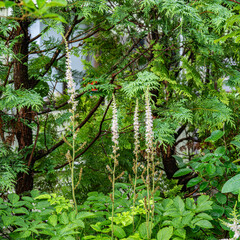 梅雨が明けぬ朝