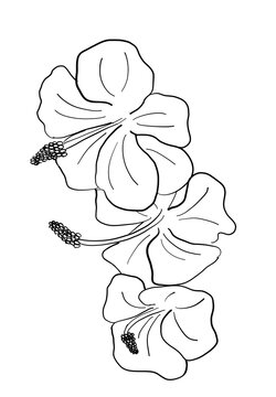 recommend clip art: Hibiscus