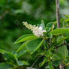 梅雨が明けぬ朝