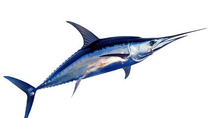 Fototapeta premium A blue marlin fish leaps out of the water. on transparency background