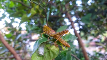 The grasshopper landed on the stem of an orange tree.