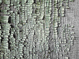 The texture of old cracked paint in close-up
