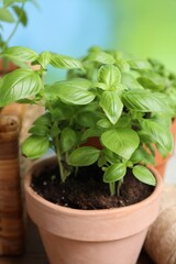 Fresh basil growing in pots outdoors, closeup