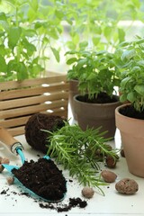 Transplanting plant. Potted herbs, clay pebbles and gardening tools with soil on white wooden table indoors