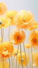 Obraz premium Buttercup flowers at the center asteraceae daffodil blossom.