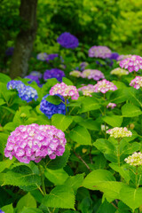 カラフルな紫陽花
