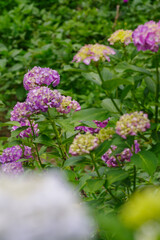 薄紫色のあじさい
