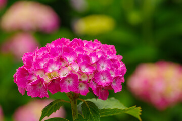梅雨の晴れ間に咲く紫陽花
