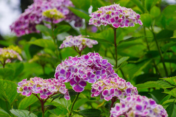 薄紫色のあじさい
