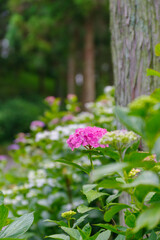 薄紫色のあじさい
