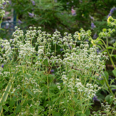 梅雨が明けぬ朝