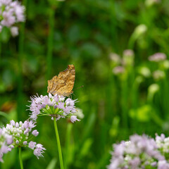 梅雨が明けぬ朝