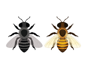 Bee. Image of a bee, top view. A honey insect. A black and white and colored bee. Vector illustration