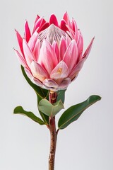Fototapeta premium Exotic pink protea flower bloom