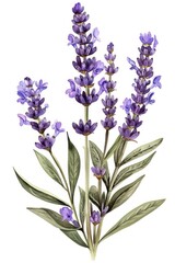 Obraz premium Lavender wildflower blossom plant lupin.