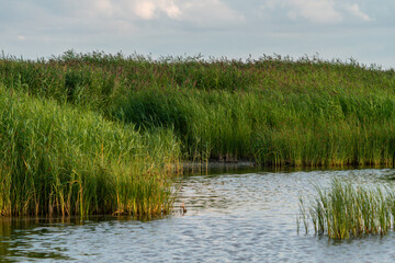 reeds in the water